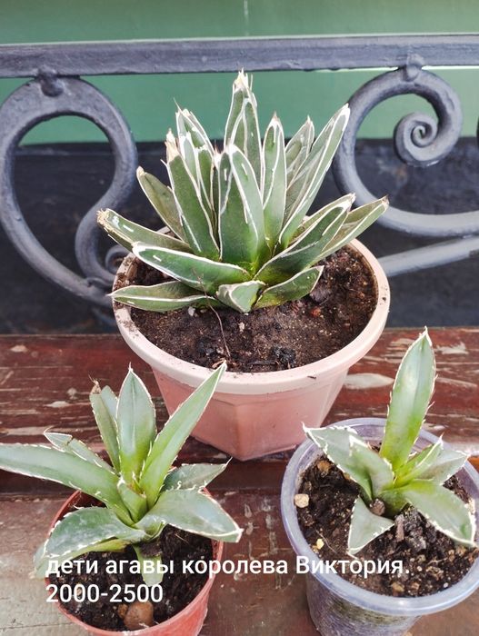 . Кактусы и суккуленты