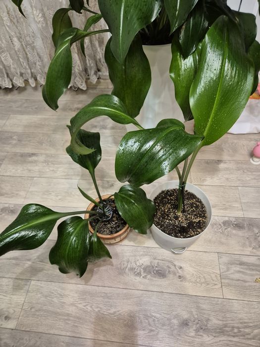 Амазонская лилия