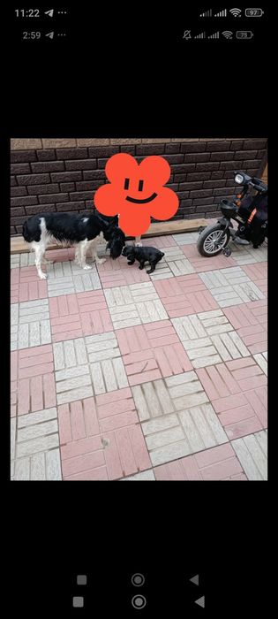 Русский спаниэль щенки