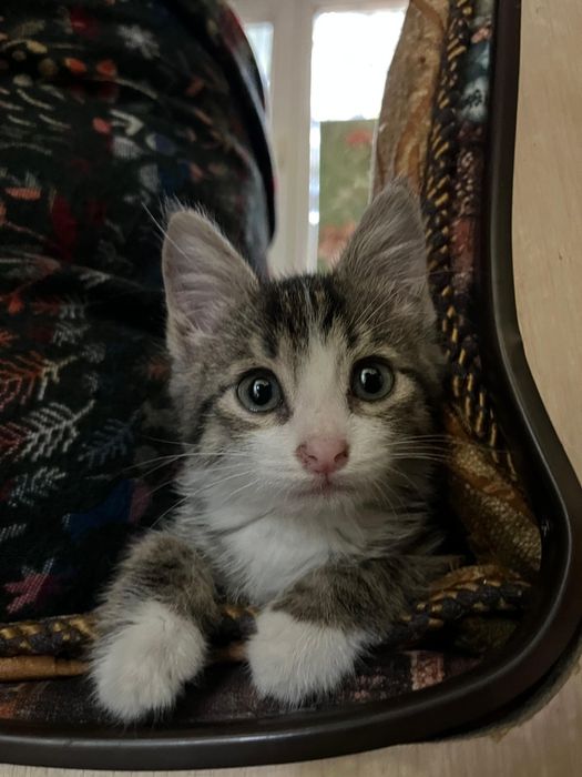 Кошечка в добрые руки