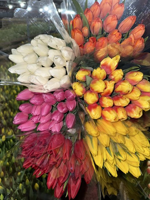 Крупный тюльпан.