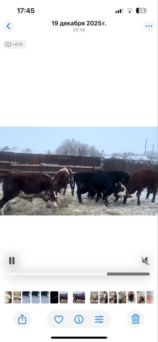 Продам молодых бычков