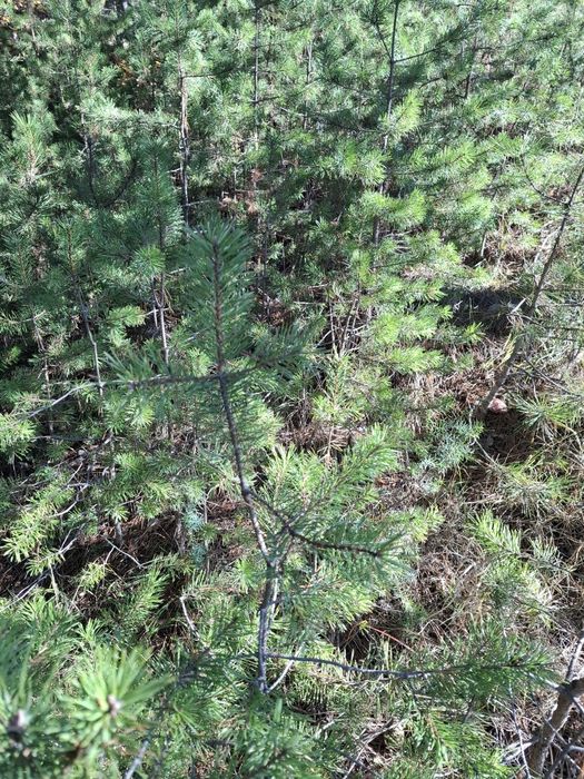 Озеленяване за паркове,  градини и тераси