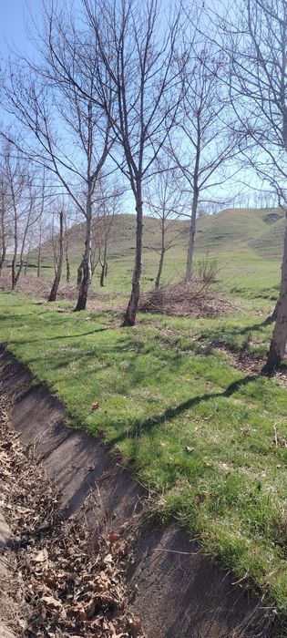 Ветки бесплатно отдам