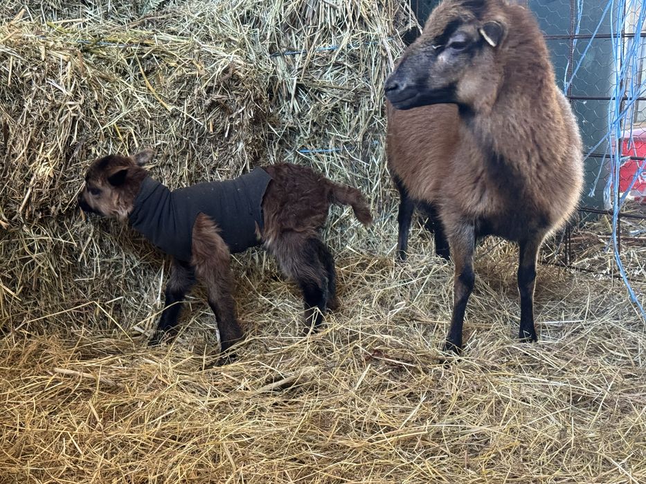 Oi de Camerun de vanzare