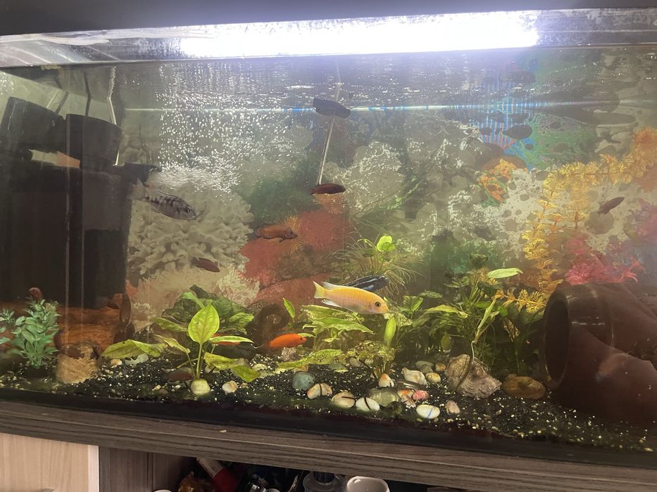Аквариум с рыбками на 200 л.