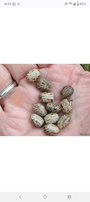 Клещевина семена