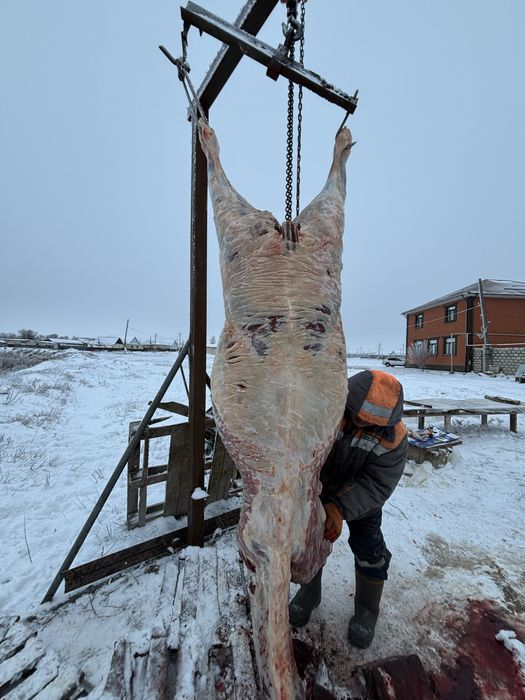 3 жасар сатылады еркек