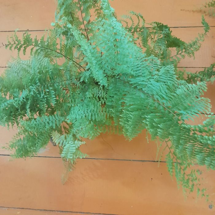 Папоротники  пушистые