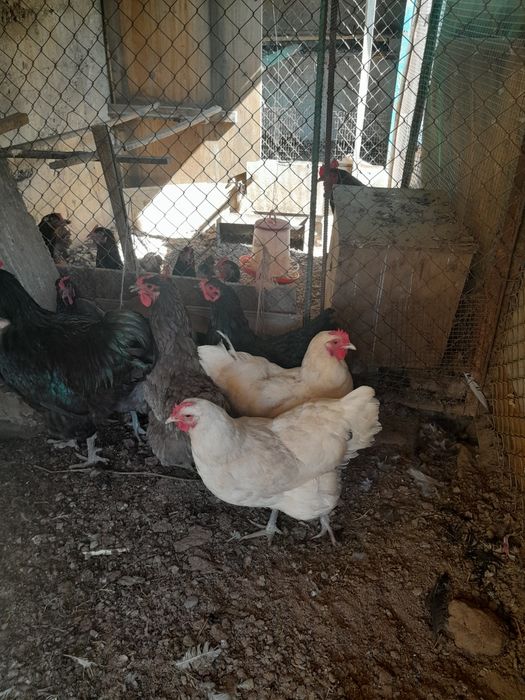 Продам кур несушек