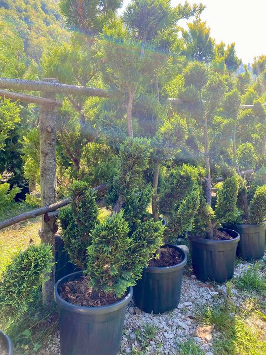 Plante de Lux pentru Curtea Ta – Prindere Garantată