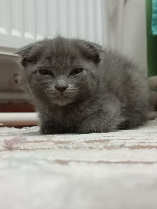 Mushuk urģochi 2 oylik