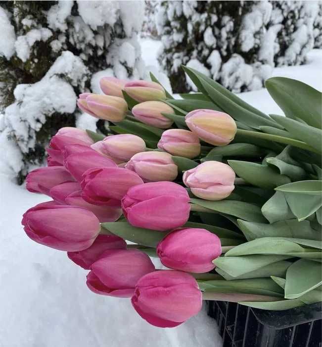 Тюльпаны ШЫМКЕНТ Оптом с теплицы премиум сорт