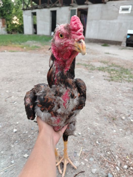 Жужа открытый не шуганный