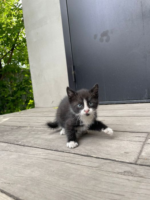 Котятами ищут дом