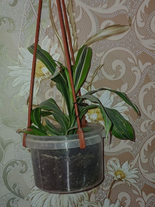 комнатные растения