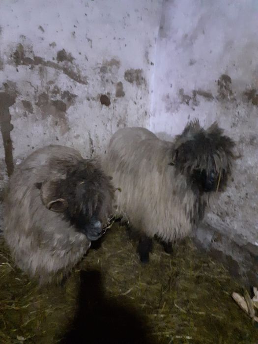 Oi bucalai de vanzare