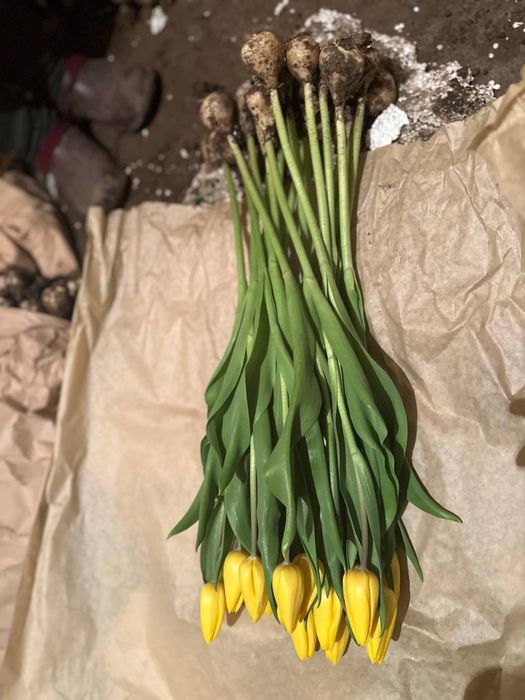 Тюльпаны Оптом и в Розницу