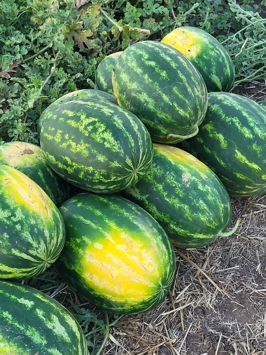 Vând pepeni en-gros