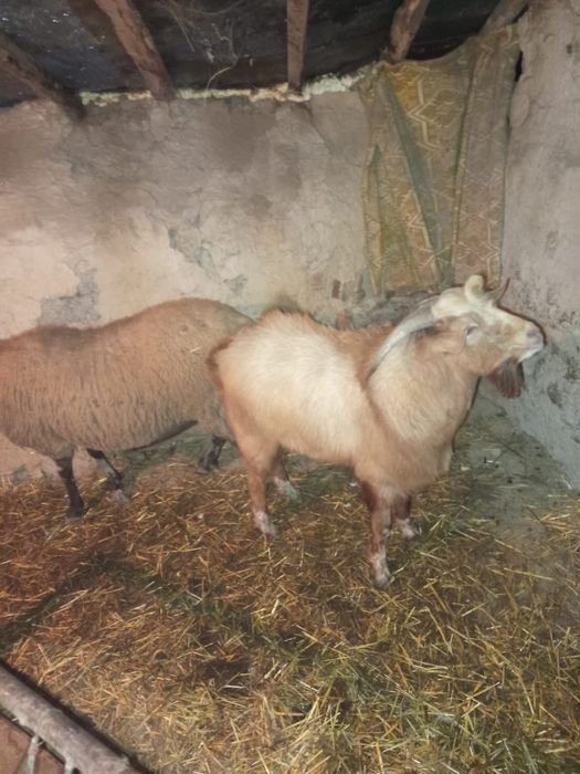 Продавам Пръч На 8 месеца