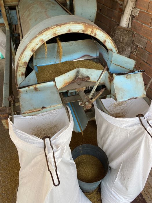 Семе люцерна плевен 6  и обнова 10/реколта 2025