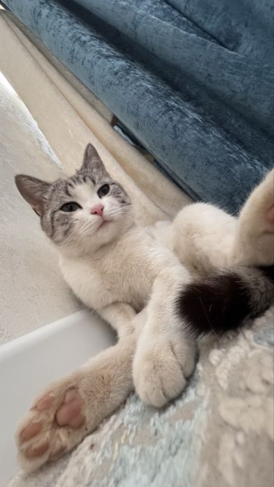 Кошки котят.  Мысыктар