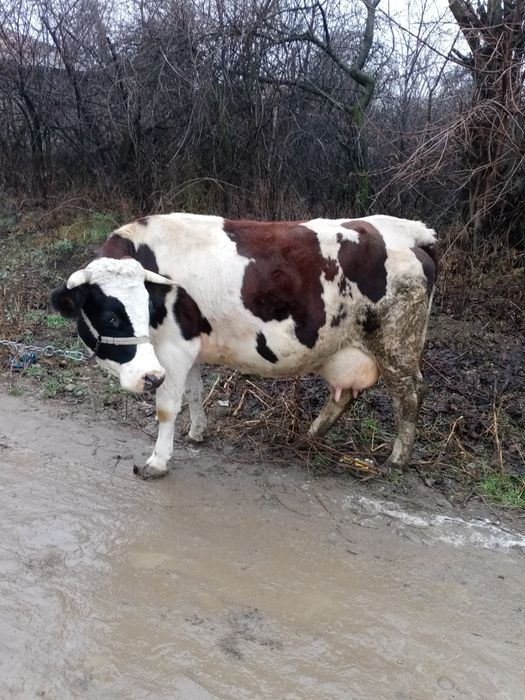 Vaca de vanzare gestanta