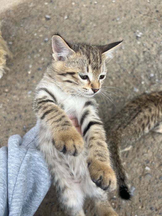 Хорошие котята в хорошие руки.