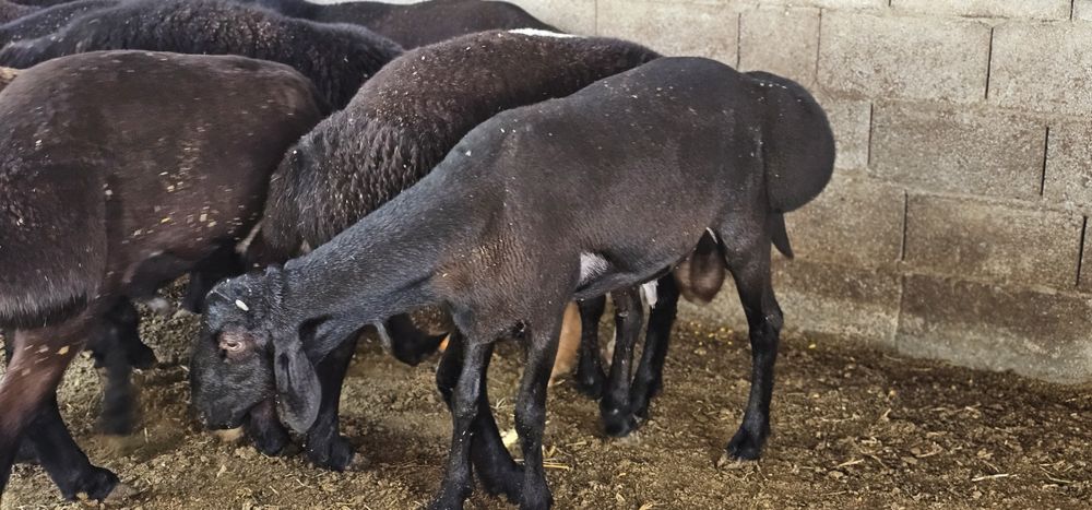 Кучкорлар Сотилади