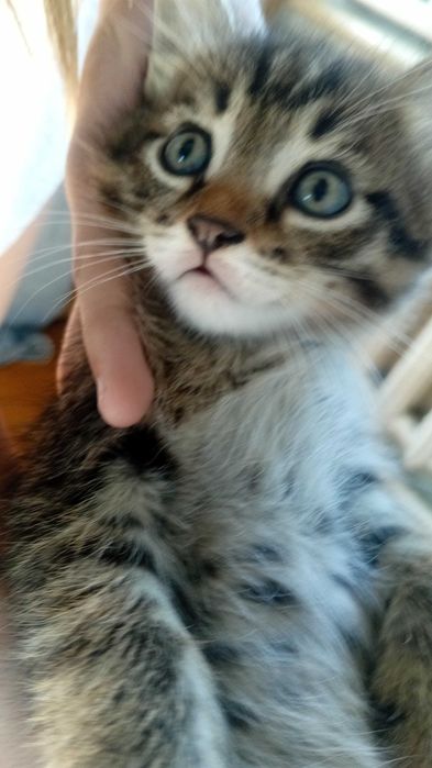 отдам котят ,кушают всё