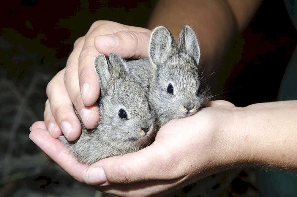 Куйончалар сотилади