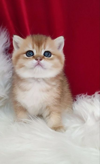 британская золотая шиншилла текированная шиншилла