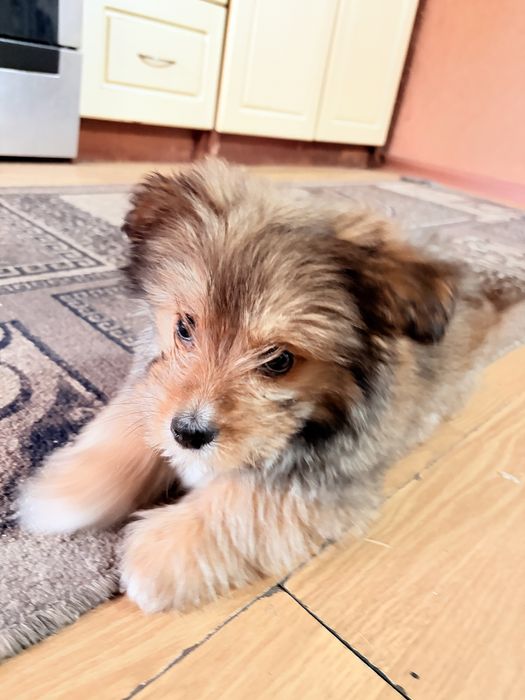 продам щенка шпица