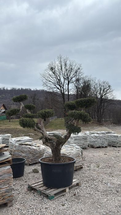 Maslin Oleea Europaea 100 ani