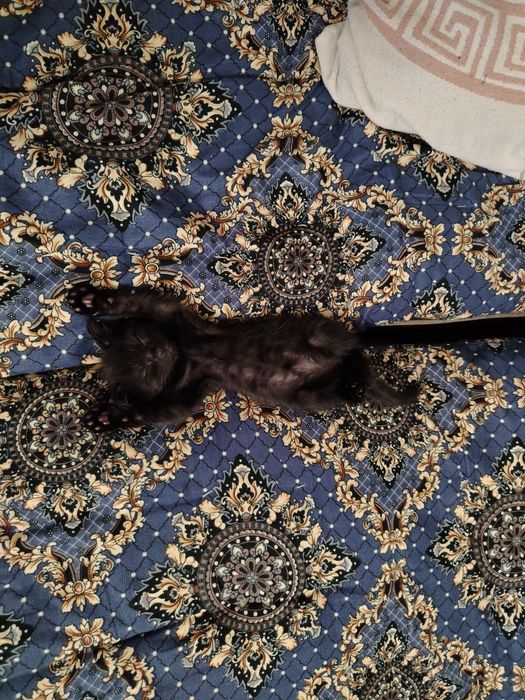 Ласковая черная кошка, приучена к лотку. В добрые руки.