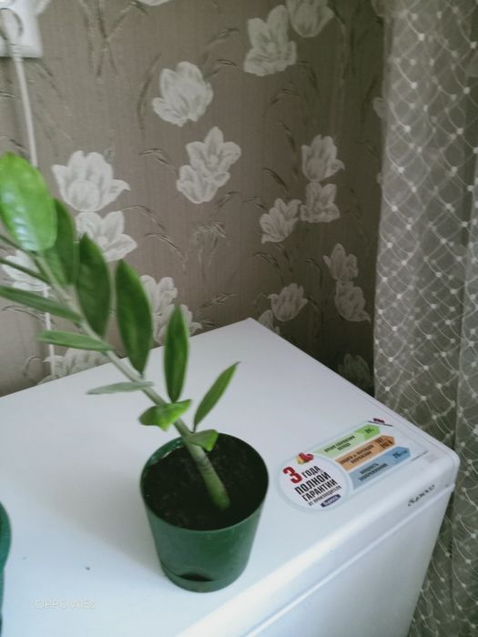 Продам домашние цветы