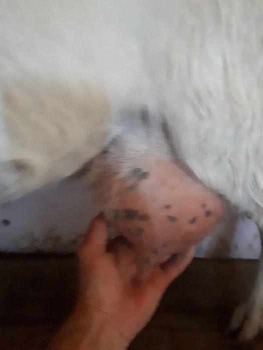 Заенские козы