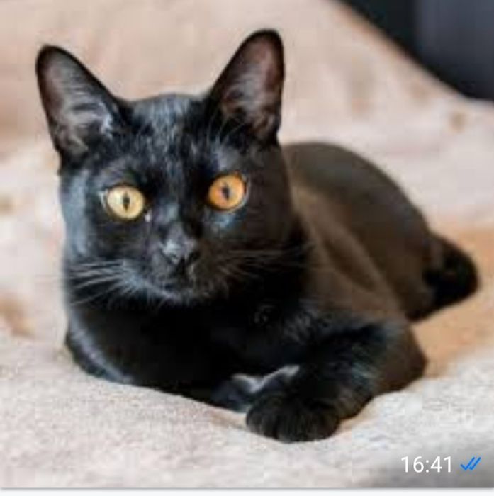 Бомбейский котята