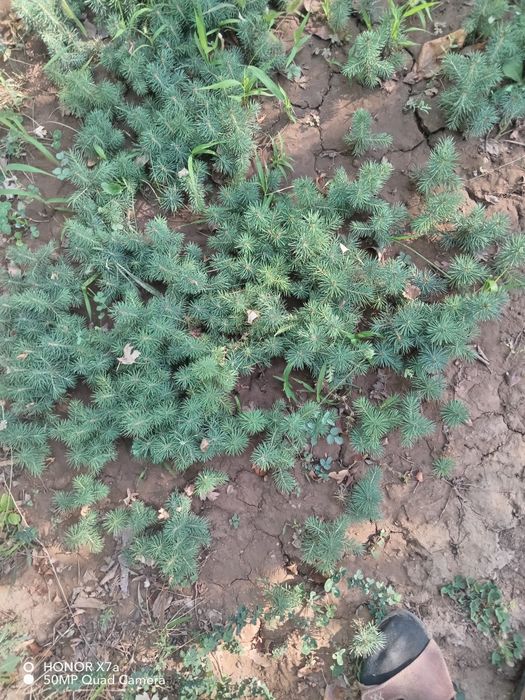 Арча эль Голубая