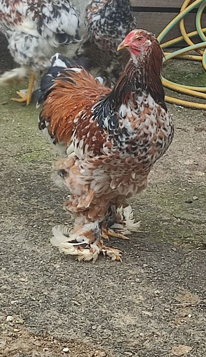 Vand cocosi  brahma portelan