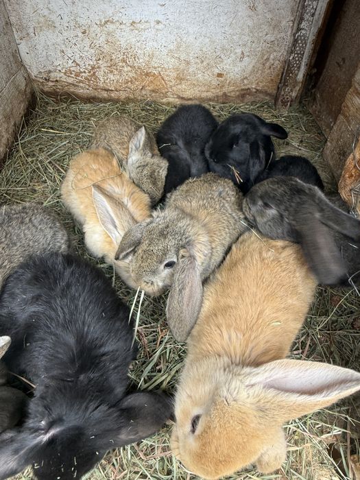 Disponibili iepurasi!!