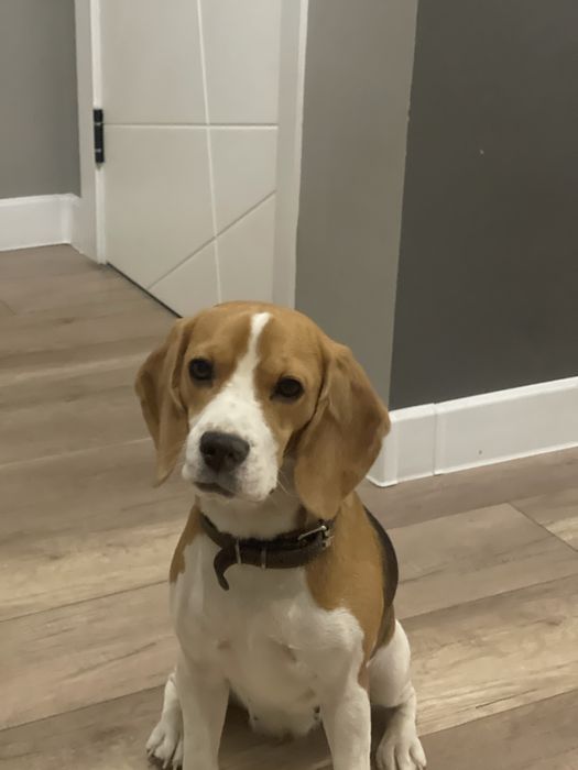 Бигль щенки, с отличной родословной