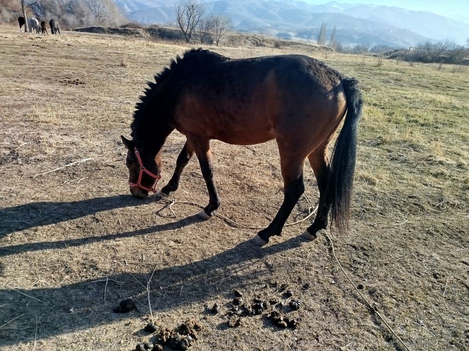 Продам жеребца 5 лет