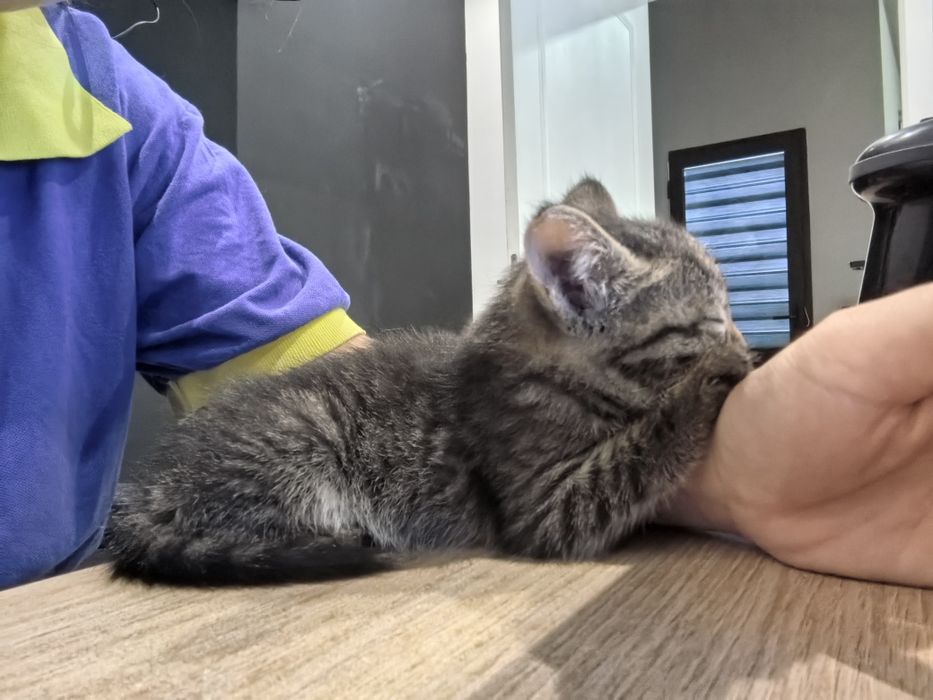 Отдам котёночка в добрые руки