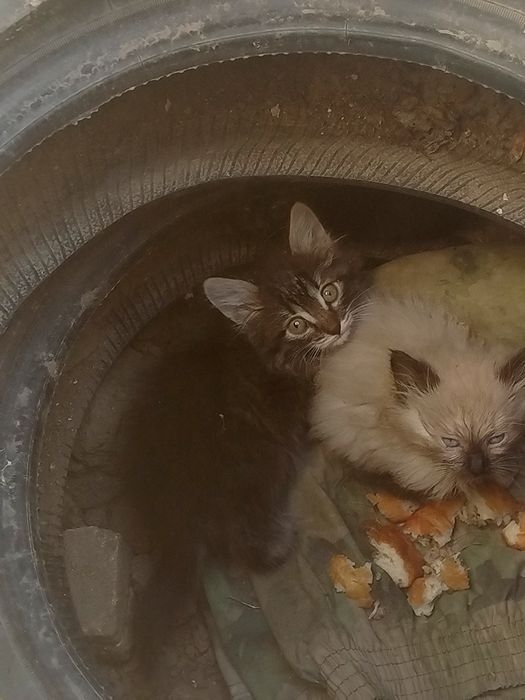 Отдам котёнка бесплатно