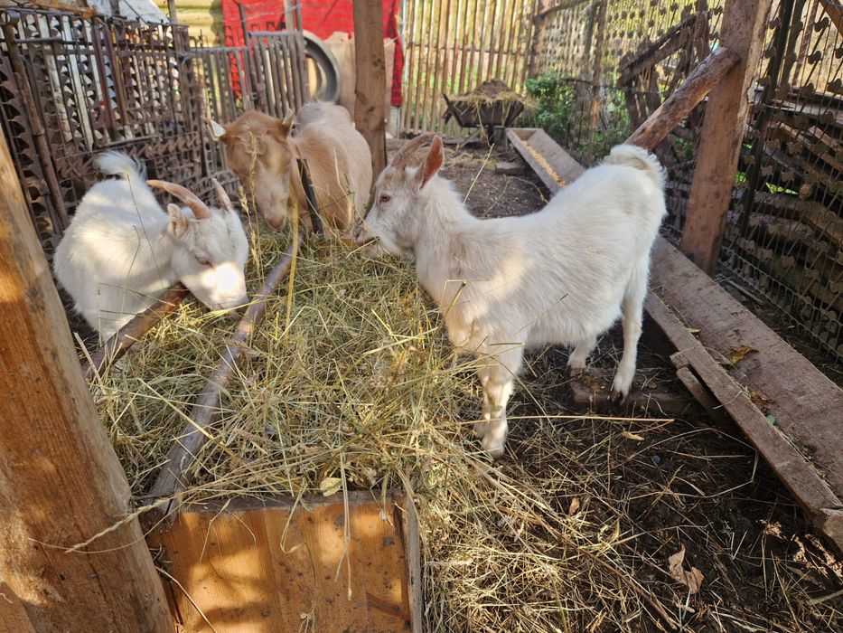 Se vinde o capra cu 2 iezi preț negociabil