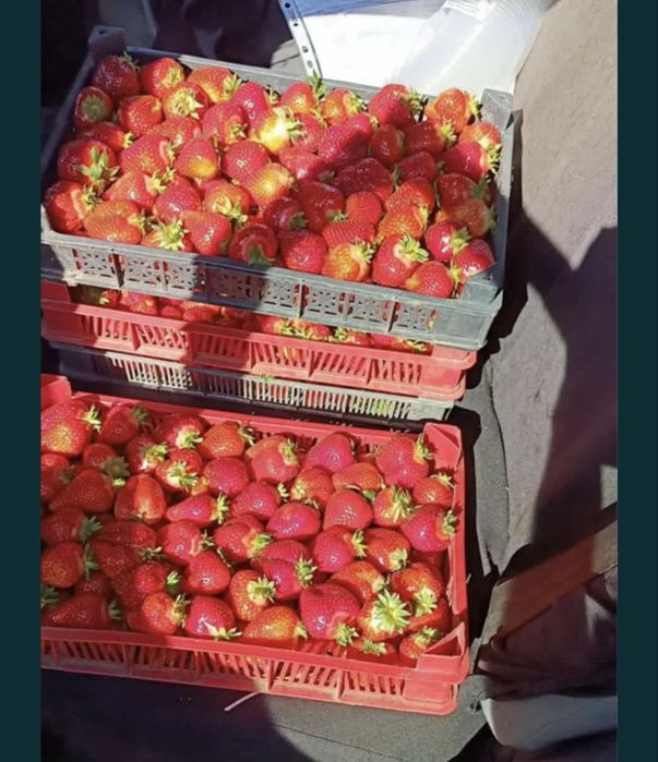 Разсад ягоди “АЛБА” 0.35ст.