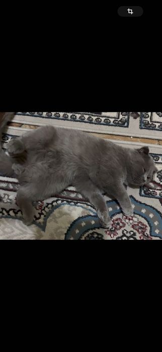 Mushuk sotiladi (parodali)