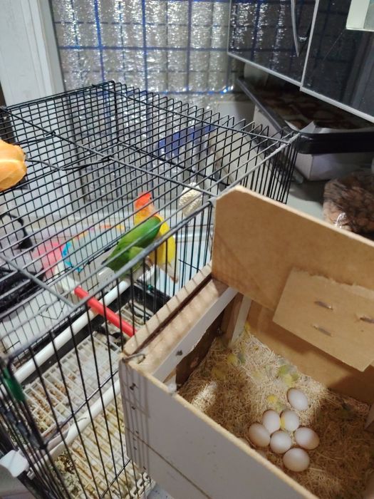 Tayyor para sotiladi