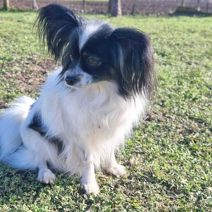 Папийони Бьлгария